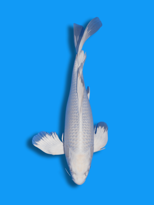 Butterfly Platinum | Koi&Co.